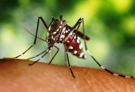 denguemosquito